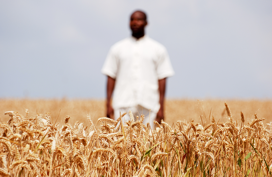 Un agriculteur dans un champ de bl&eacute; m&ucirc;r